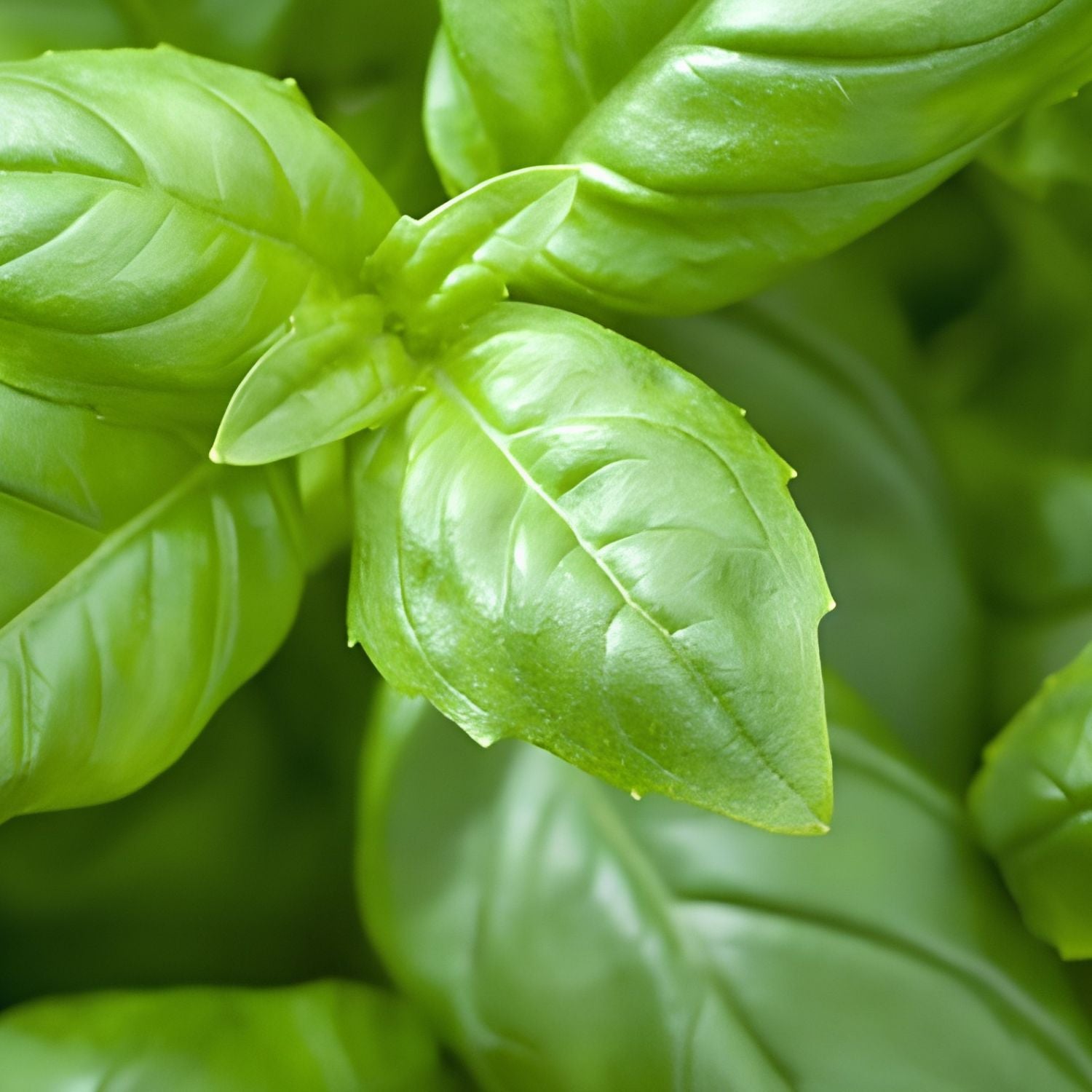 Basil