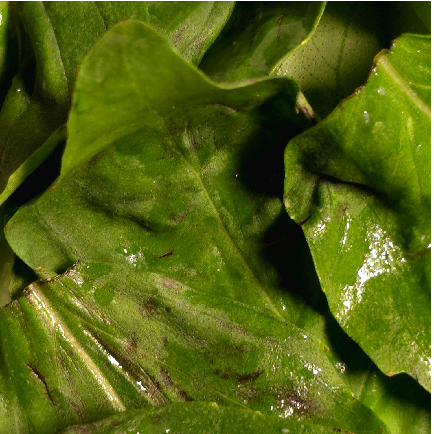 Basil